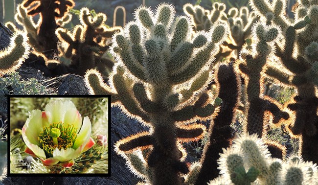 A field full of teddybear cholla
