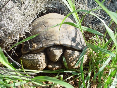 Desert tortoises need open spaces to roam and forage.