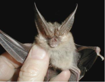 A bat with large ears held in a hand with a black background.