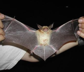 A bat with a light body and brown wings is held with wings spread toward the camera.