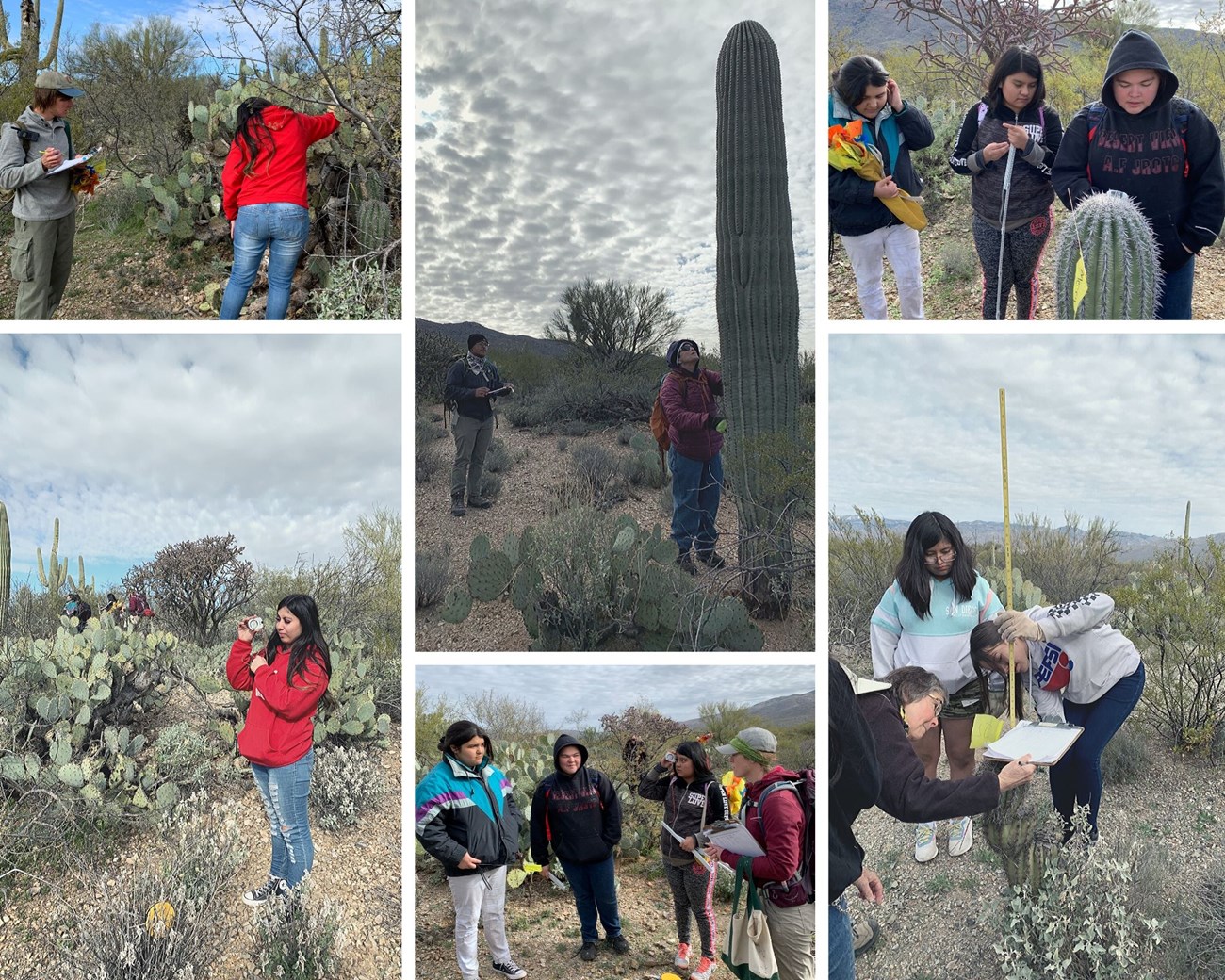 A collage photo of students measuring saguaros and using a clinometer.