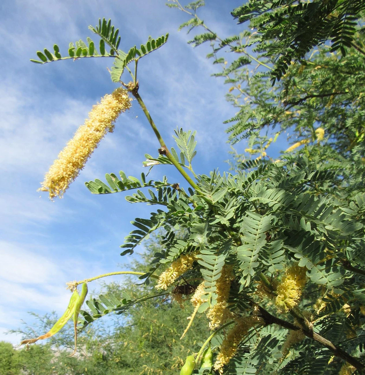 Mesquite catkins Close up of mesquite reproductive structures called catkins. They are oblong clusters of small yellowish flowers.