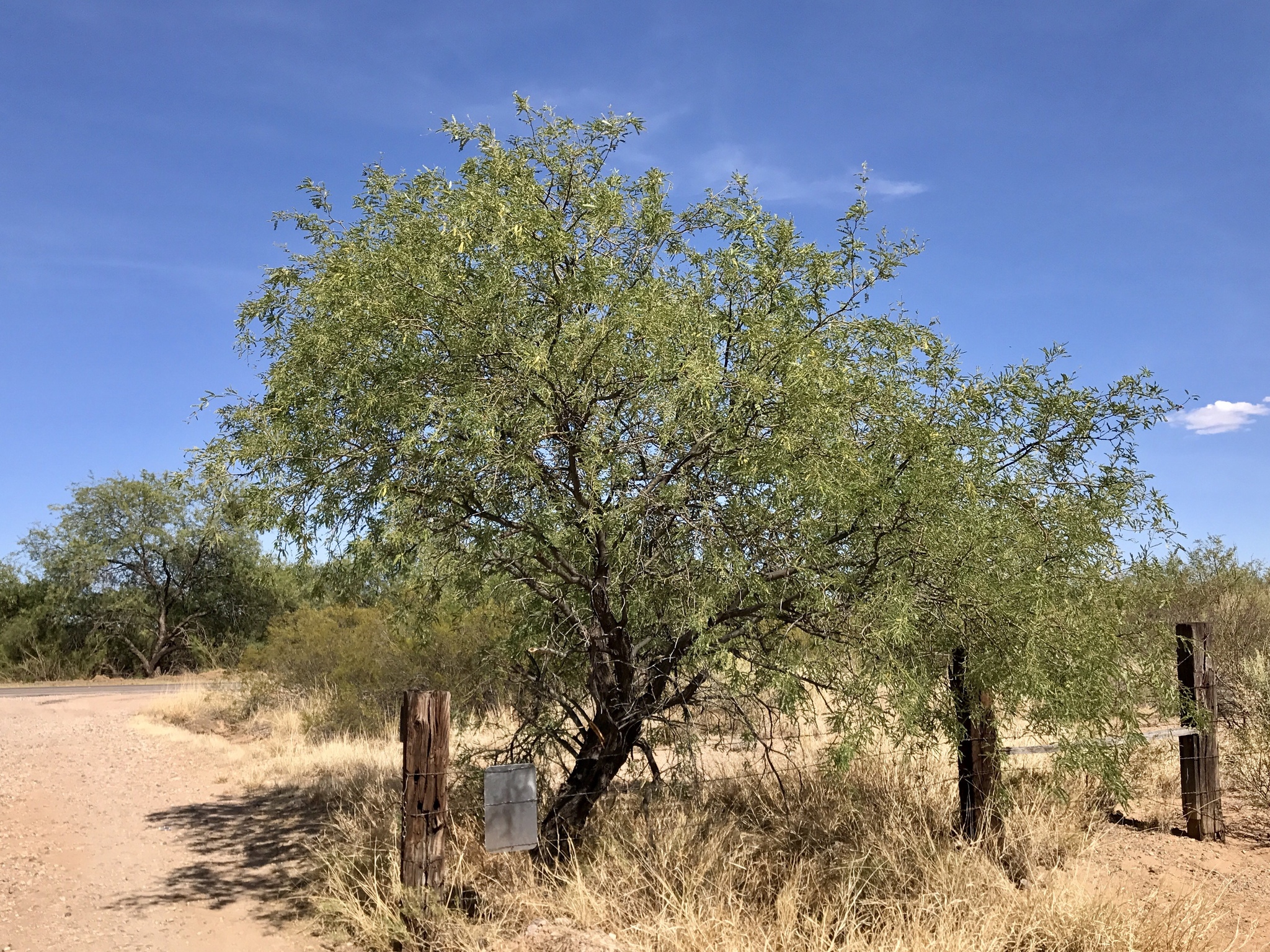 Mesquites Saguaro National Park (U S National Park Service) Mesquites Saguaro National Park (U S National Park Service)