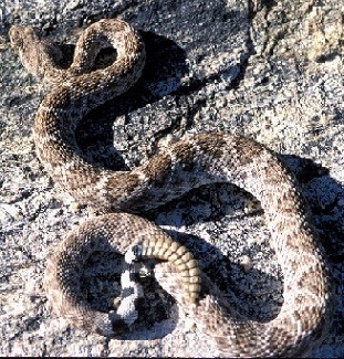 Rattlesnake on a rock.
