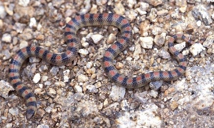 Red and black striped snake on gravel.