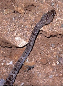 Front half of a snake on dirt and rocks.