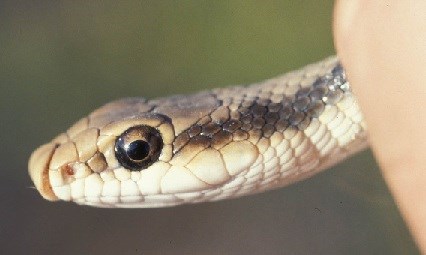 Close up of a snake head.
