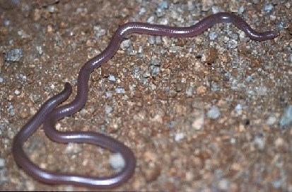 Purplish brown snake on gravel.