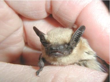 Small bat with tan body and dark face and ears is held in a hand.