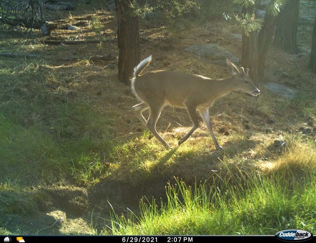 A white-tailed deer walks past a camera trap at a spring site. Its white tail is raised and it has small antlers developing.