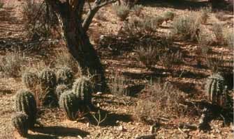 Small saguaros a foot high under a deciduous tree