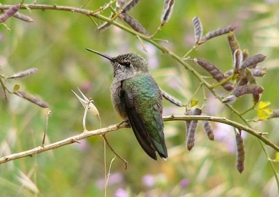 Green hummingbird sitting on a branch with many seedpods. Green hummingbird sitting on a branch with many seedpods.