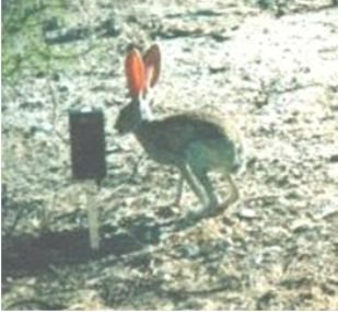 Jackrabbit stands next to a wildlife camera in a natural setting.