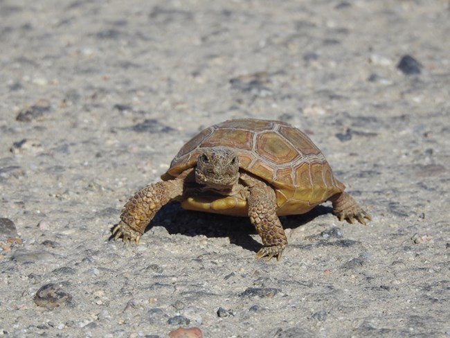 baby-tortoise