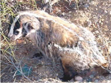 A badger in a natural setting.
