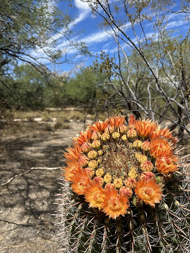 barrel cactus bloom