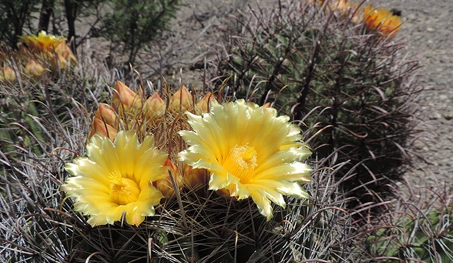 Barrel Cactus with two yellow flowers on top of it