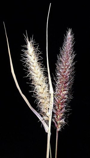 Green buffelgrass often has reddish to purple seedheads. These seedheads turn golden as the plant dries.