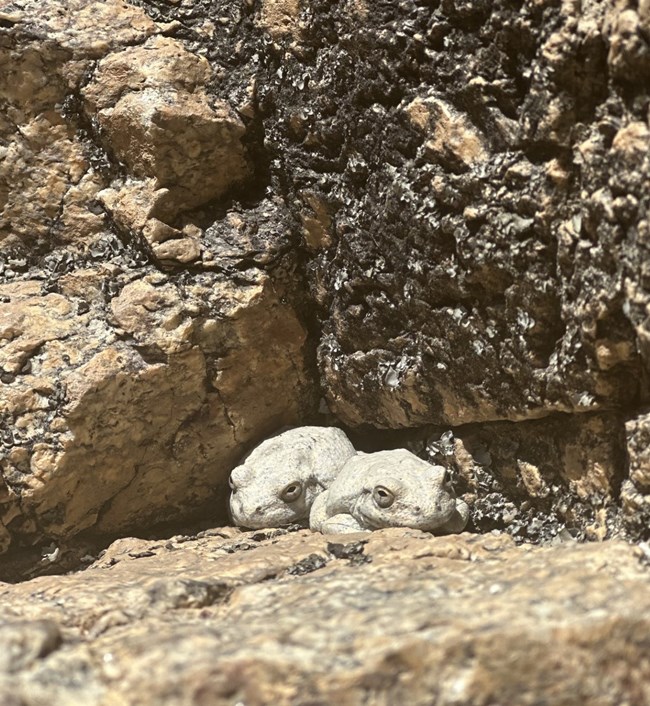 canyon treefrogs