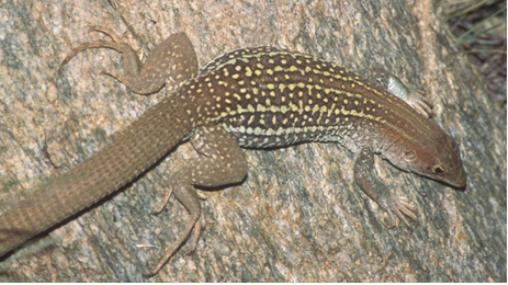 A lizard with stripes and spots on a rock surface.