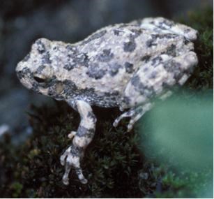Light colored frog perched on dark green moss. Light colored frog perched on dark green moss.