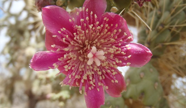 Chainfruit cholla