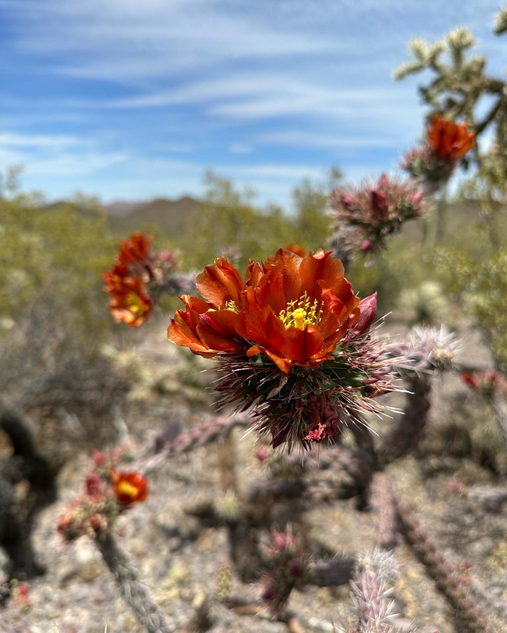 Flowers - Saguaro National Park (U.S. National Park Service)
