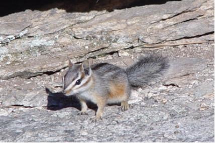 A chipmunk on a rocky background.