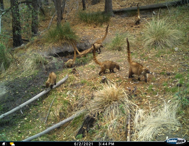 A troop of several coatis forage around a spring site and are caught by camera trap. Their long, slender tails are raised in the air as they walk.