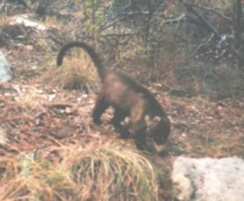 A brown coati walks in a natural setting.