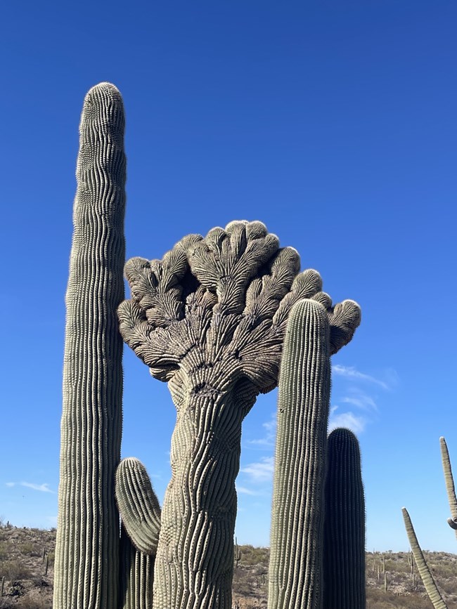 crested saguaro