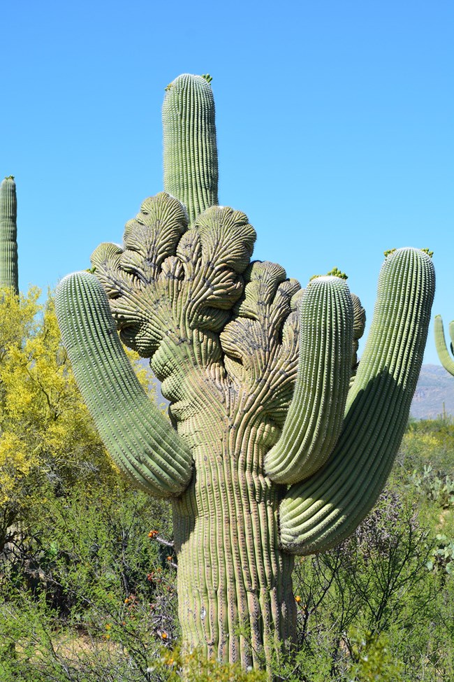 Crested saguaro