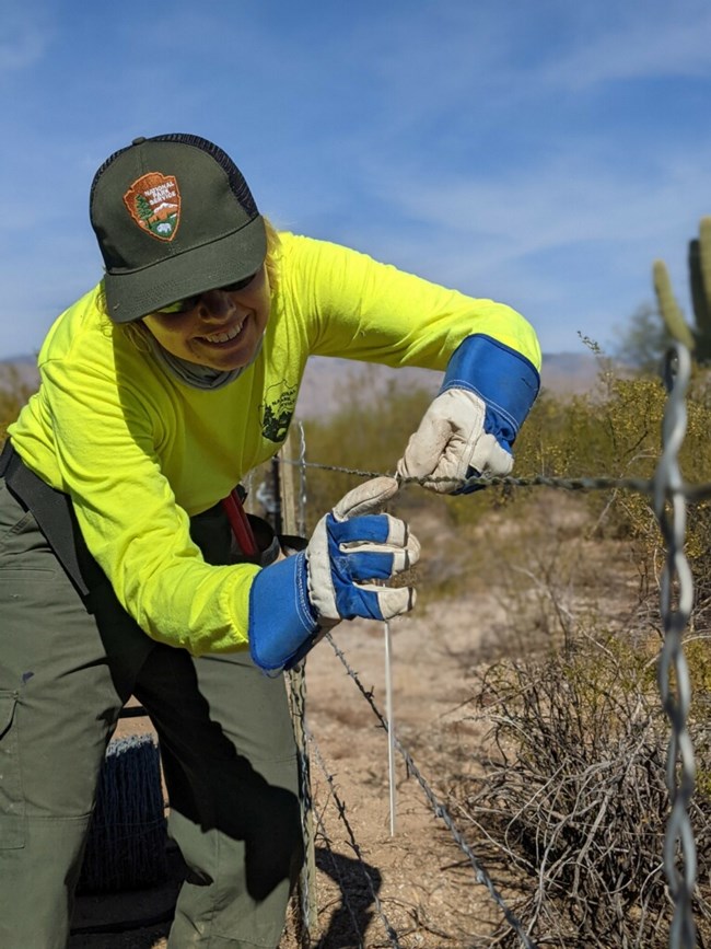 Park Wildlife & Habitat - Friends of Saguaro National Park