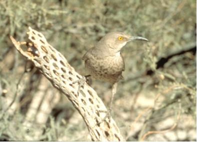 Gray bird with yellow eye and long, curved beak perches on a cactus skeleton in a natural setting. Gray bird with yellow eye and long, curved beak perches on a cactus skeleton in a natural setting.