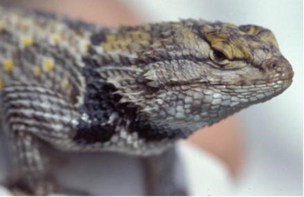 Close up of a lizard's head.