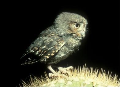 Small gray owl perches on a spiny cactus.