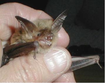 A small bat wit its mouth open is held in a bard hand.