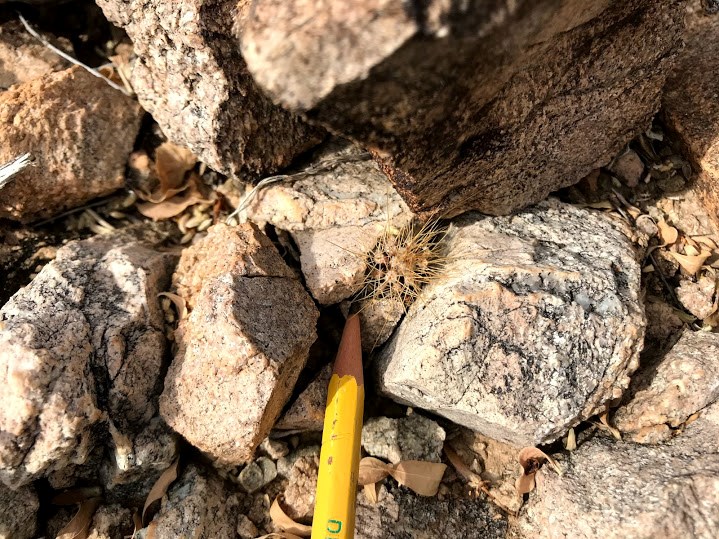 A yellow pencil pointing at a small growing baby saguaro