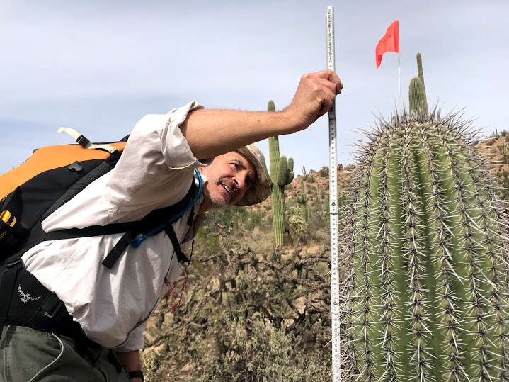 A volunteer measuring the height of a saguaro with an orange flag