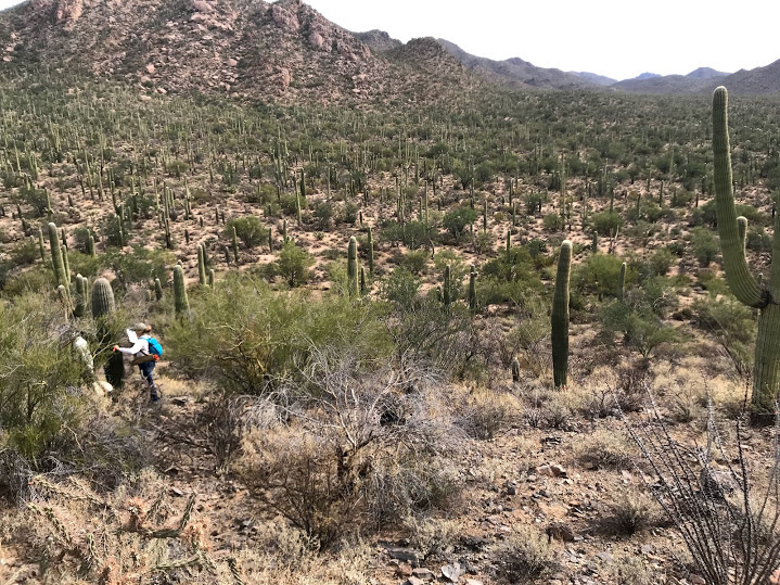 scenic view of the plot, lots of saguaro and vegetation