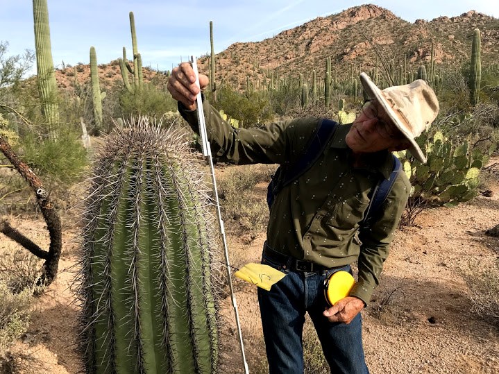 Park volunteer using a measuring stick to measure the height of a short saguaro with yellow flag