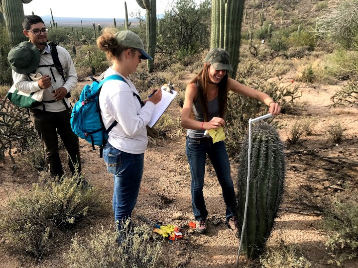 Three park volunteers measuring the height of a short saguaro using a meter stick