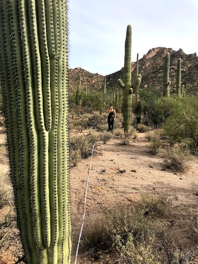 Park volunteer using a clinometer to measure the height of a tall saguaro