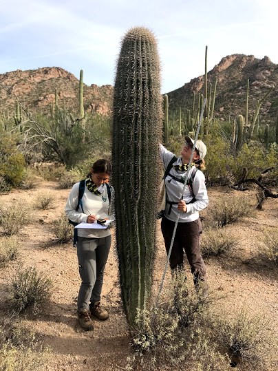 Park interns measuring the height of a saguaro using a meter stick