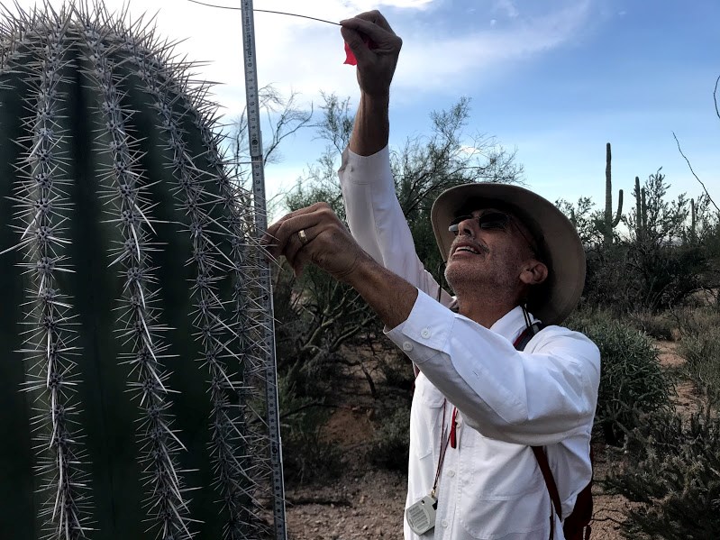 Park volunteer measuring the height of a saguaro