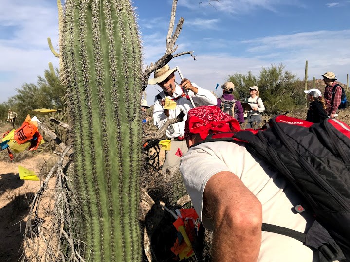 Park volunteers around a group of saguaro