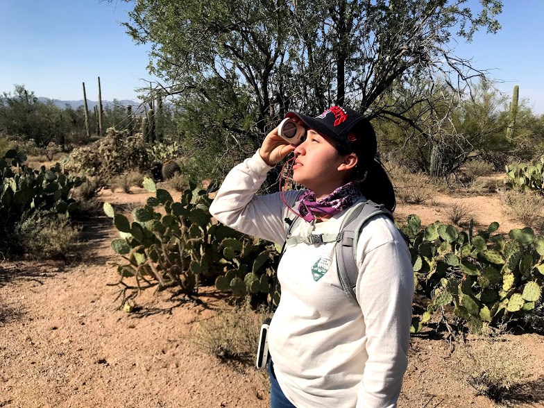 Woman using a clinometer to measure the height of a tall saguaro