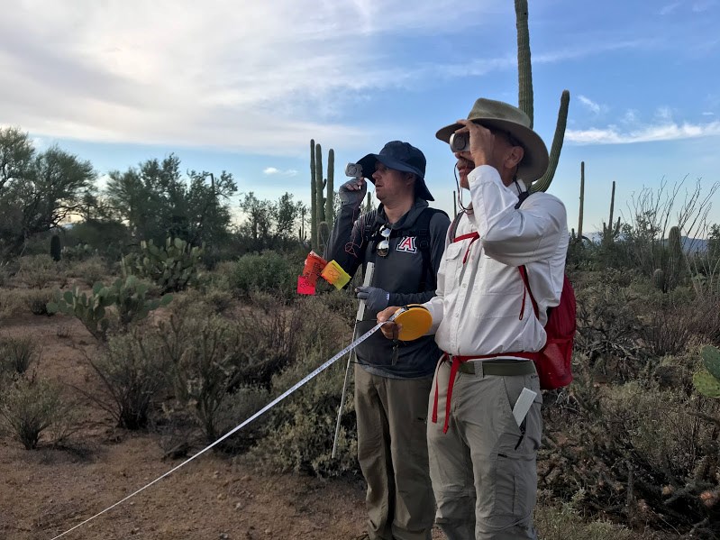 Two men next to each other using a clinometer to measure the height of a tall saguaro 10 meters away from them