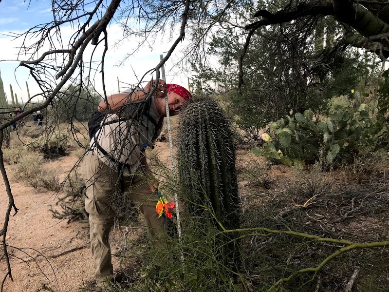 A man wearing a red bandana measuring the height of a saguaro next to a palo verde tree