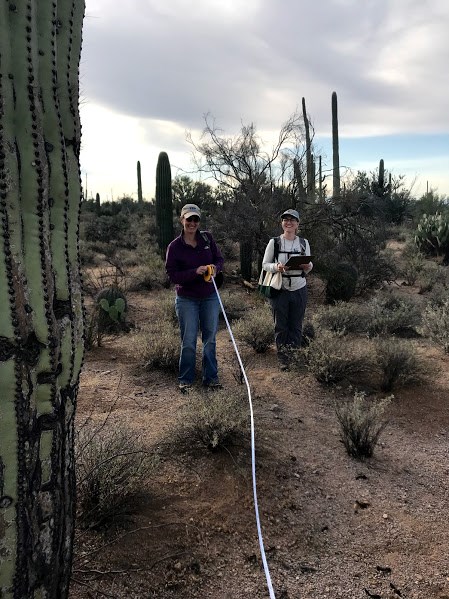 Two women measuring their distance from a saguaro